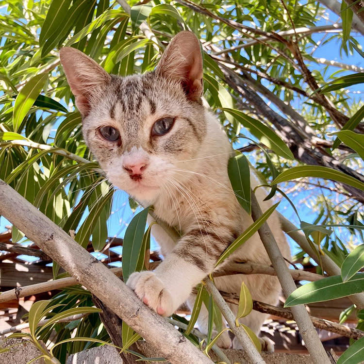 She Rented a House in Tucson and Inherited 30 Cats. The Internet Did the Rest.