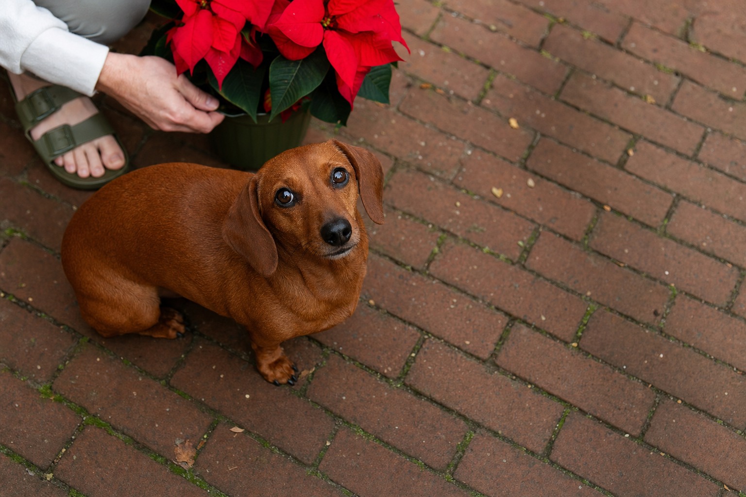 Poinsettias Are the Holiday Plant You Fear Most and Need to Least