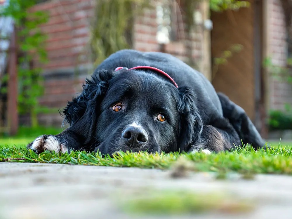 Someone Threw Poisoned Bread Into Yards. The Dogs Found It First.