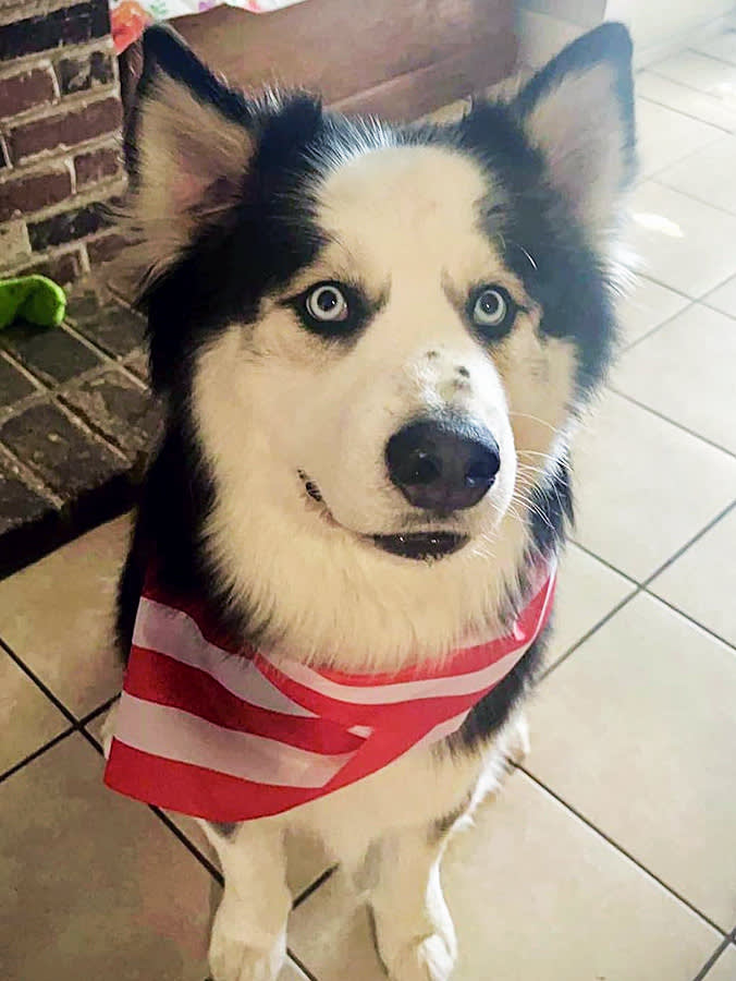 Your Dog Slips the Yard. A Cop Shows Up. What the Data Says Happens Next.