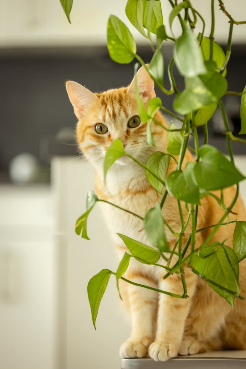 Pothos and Cats: The Burn Is Instant, Which Is Why It Rarely Turns Serious