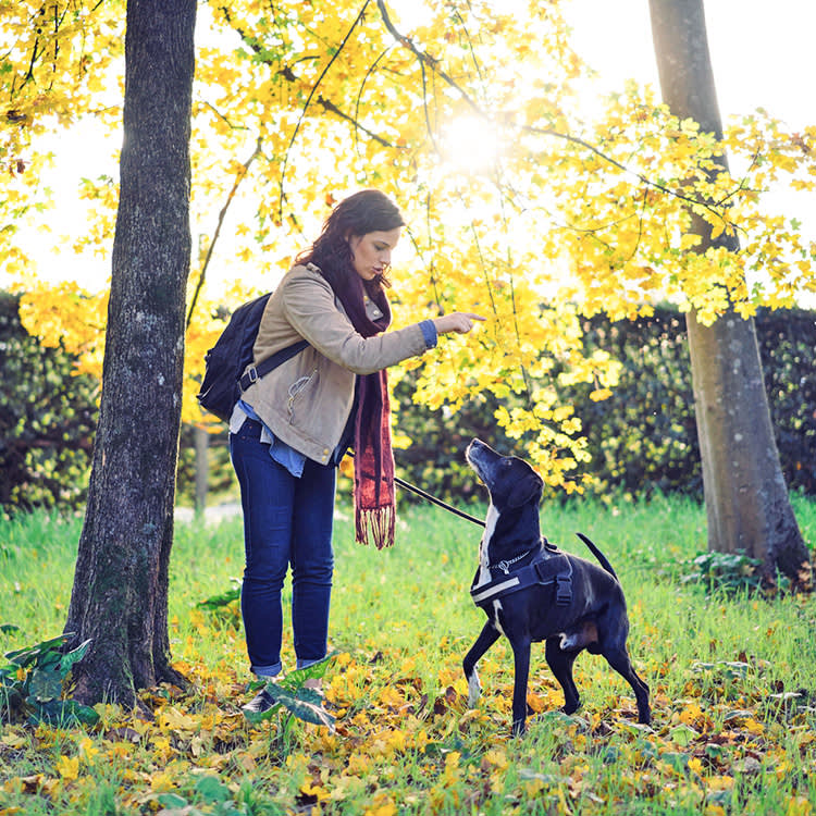 Yes, You Can Potty Train a Senior Dog. Start Here.