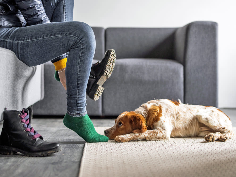 Your Dog Panics Before You Even Reach the Door