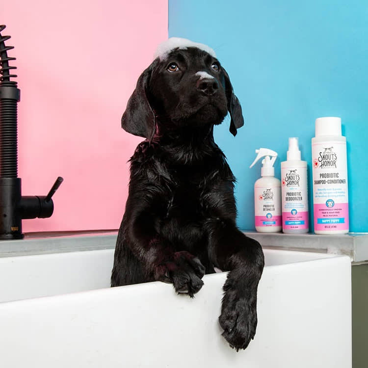 Probiotic Dog Shampoo Sounds Like Nonsense. The Idea Behind It Isn't.
