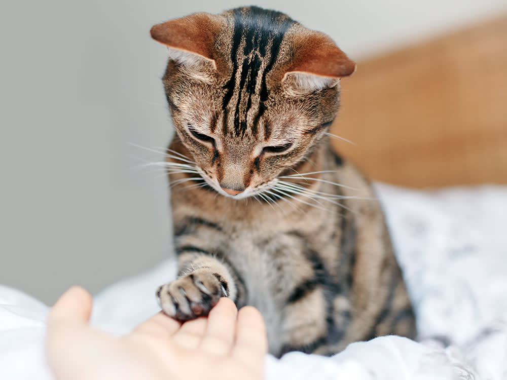 Puffy, Bruised 'Toe Beans' Aren't an Injury — They're a Warning