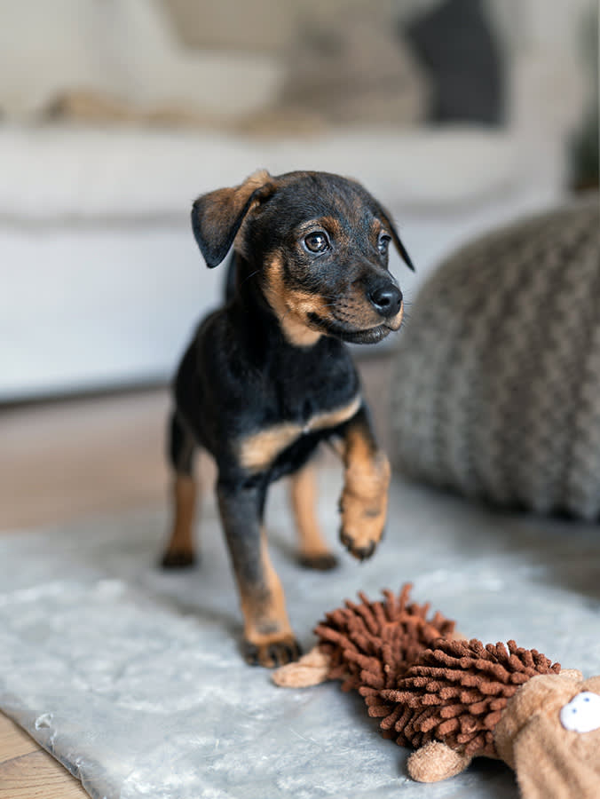 You're Accidentally Teaching Your Puppy to Panic