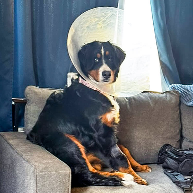 A Puppy Ate 24 Socks and Survived. Your Laundry Pile Was the Warning.