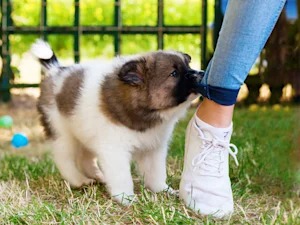 Your Puppy Bites Your Ankles Because It Works. Here's How to Make It Not Work.