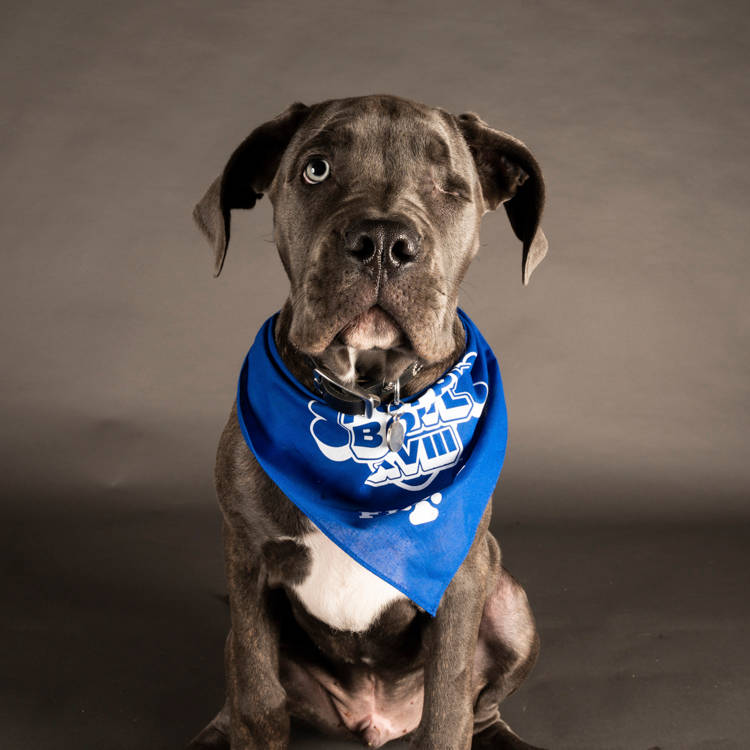57 Puppies, 38 Rescues, One Hamster-Powered Scoreboard