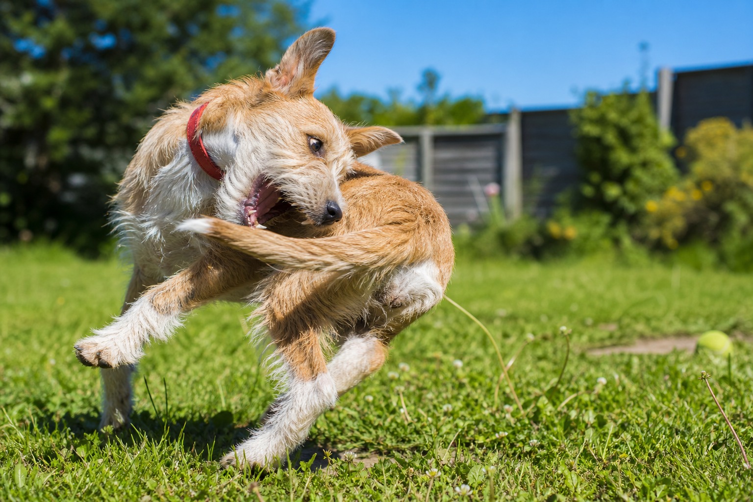 The Tail Chase Is Cute Until You Can't Interrupt It