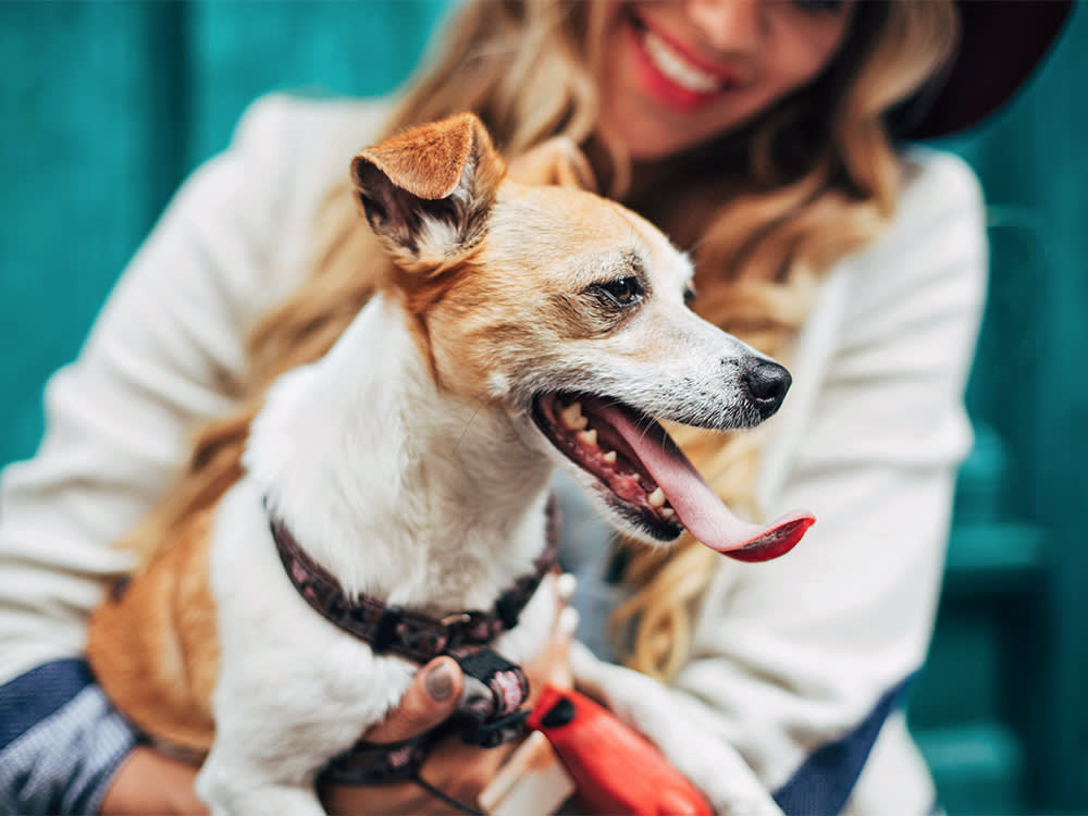 Yes, Brush the Teeth That Fall Out: 10 Puppy Dental Tools That Build the Habit