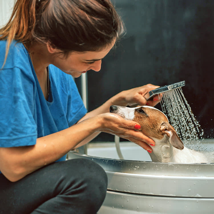 The 8-Week Puppy Bath Rule Has Nothing to Do With Germs