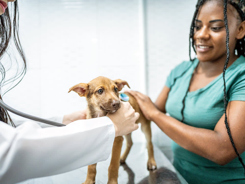 Your Puppy's First Vet Visit Is Won Before You Leave the House