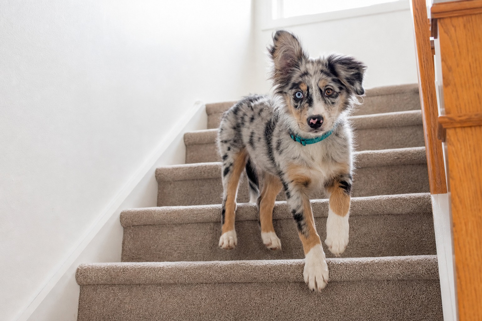 Your Dog Won't Do Stairs? Rule Out Pain Before You Rule Out Courage