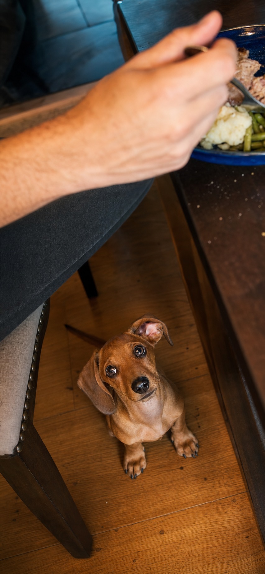 Your Puppy Can Eat More of Your Food Than You Think. Two Things Can Still Hurt Them.
