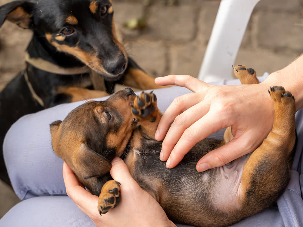 Something's Wriggling in the Poop. A Straight-Talk Guide to the 5 Worms Puppies Get.