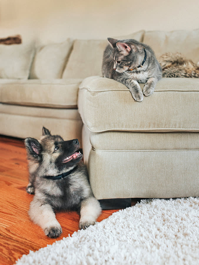 Your Puppy Thinks the Cat Is a Toy. Fix That Before They Ever Meet.