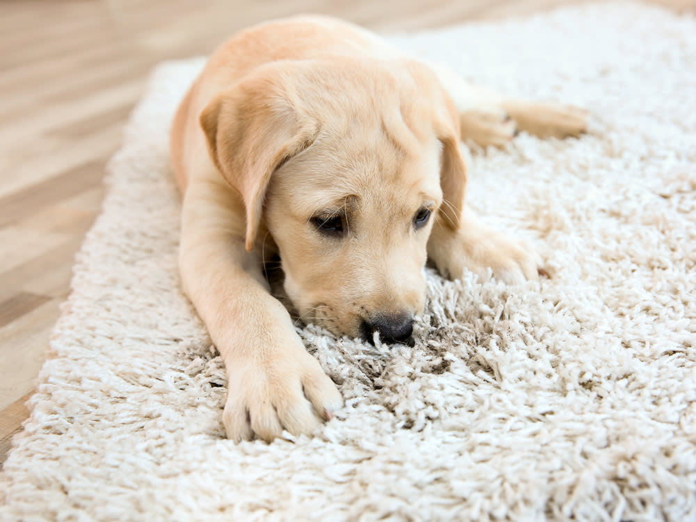 Your Steam Cleaner Is Baking the Stain In