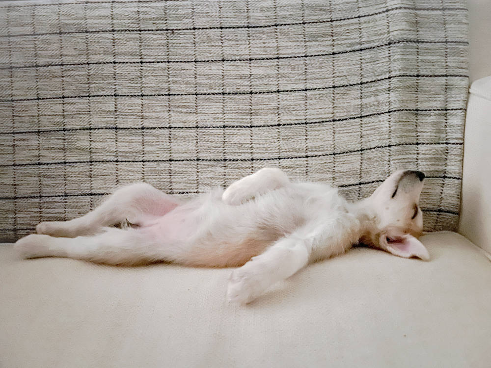 Your Puppy Isn't Being Wild. They're Overtired.