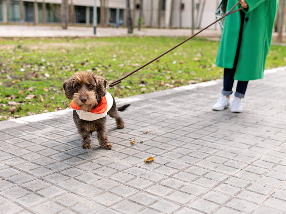 The Simple Math That Ends Puppy Potty Accidents