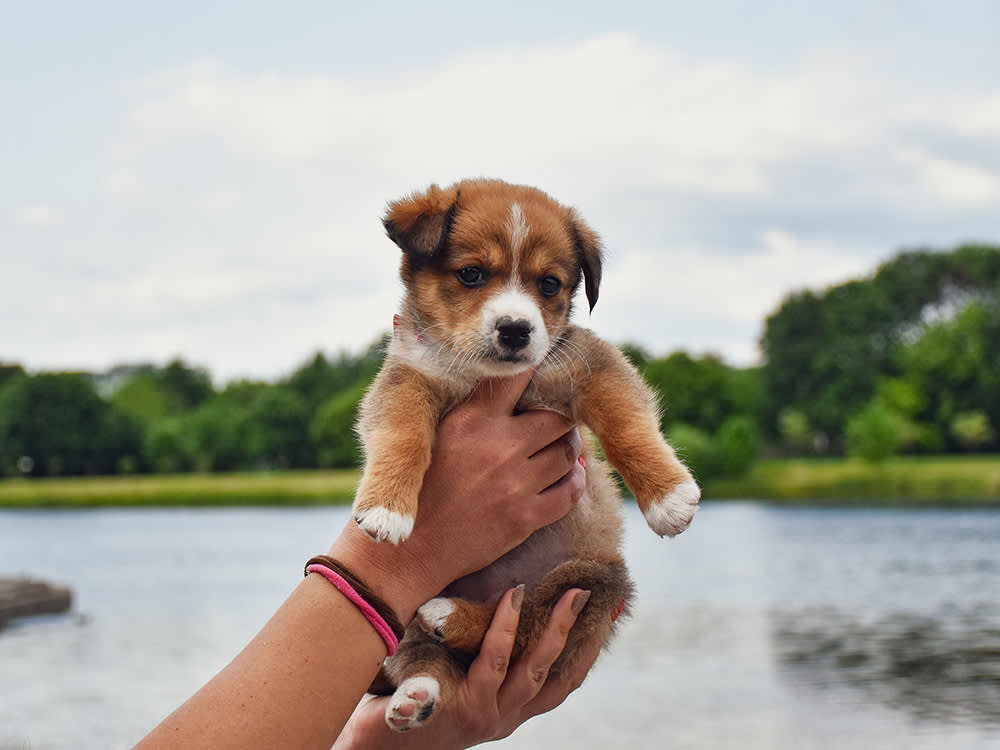 The Puppy Mistake That Costs More Dogs Than Parvo Does
