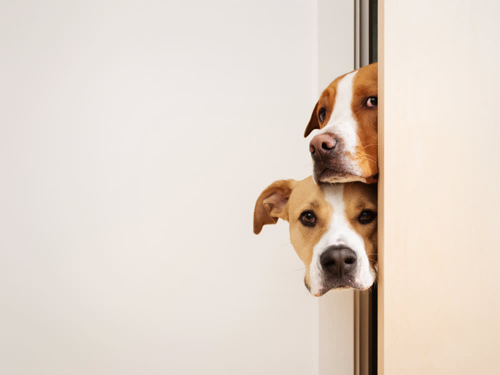 Your Puppy Isn't Regressing. They're in a Fear Period