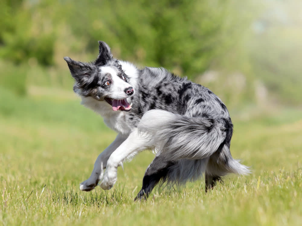 The Tail Chase Is Cute Until You Can't Interrupt It