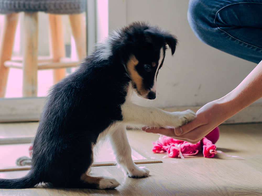 You're Probably Training Your Puppy Too Hard. Here's the 6-Month Plan That Works.