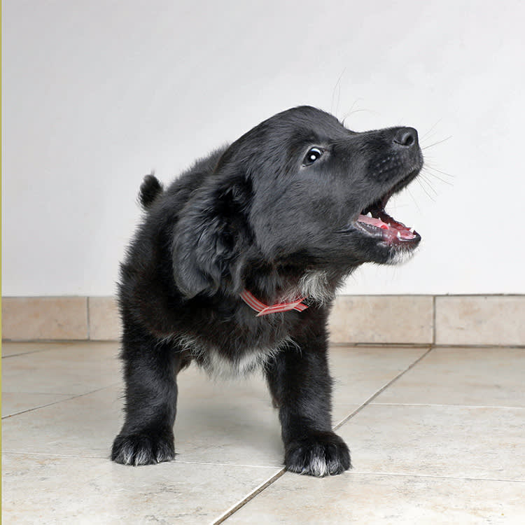 Your Puppy Isn't Manipulating You. Stop Letting Them Cry It Out.