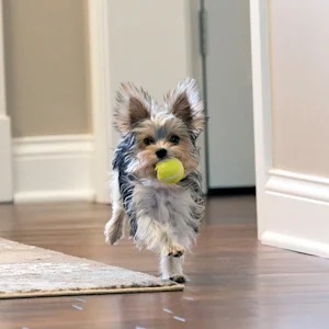 Your Puppy's Evening Meltdown Isn't Extra Energy. It's Exhaustion.
