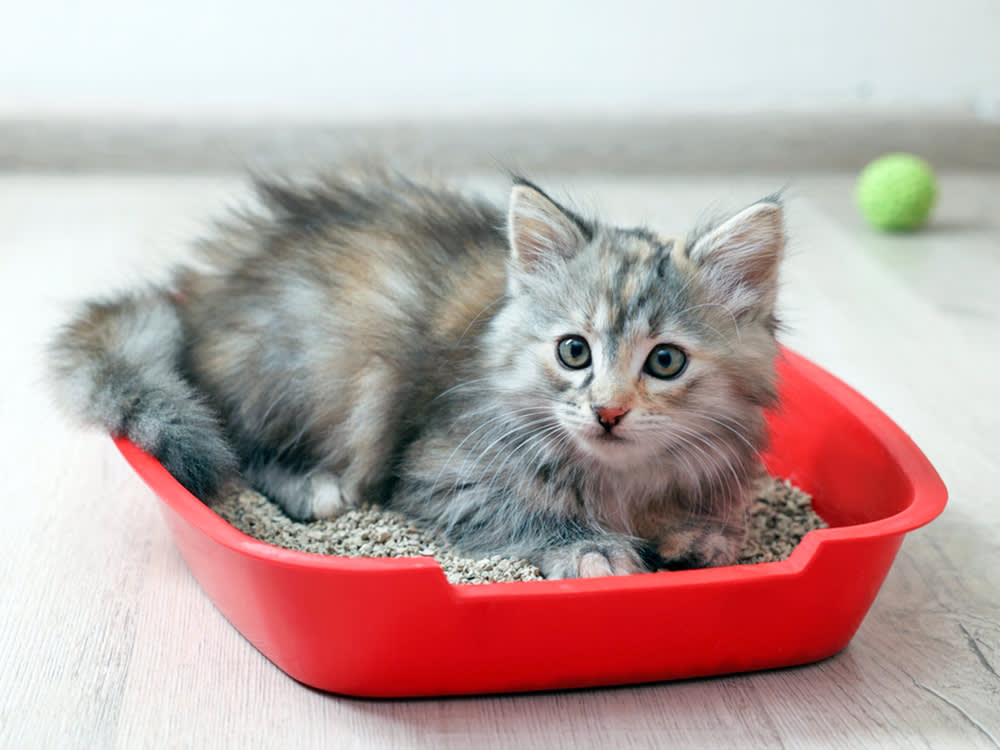 Baking Soda in the Litter Box: The Trick Only Works If You Get the Order Right