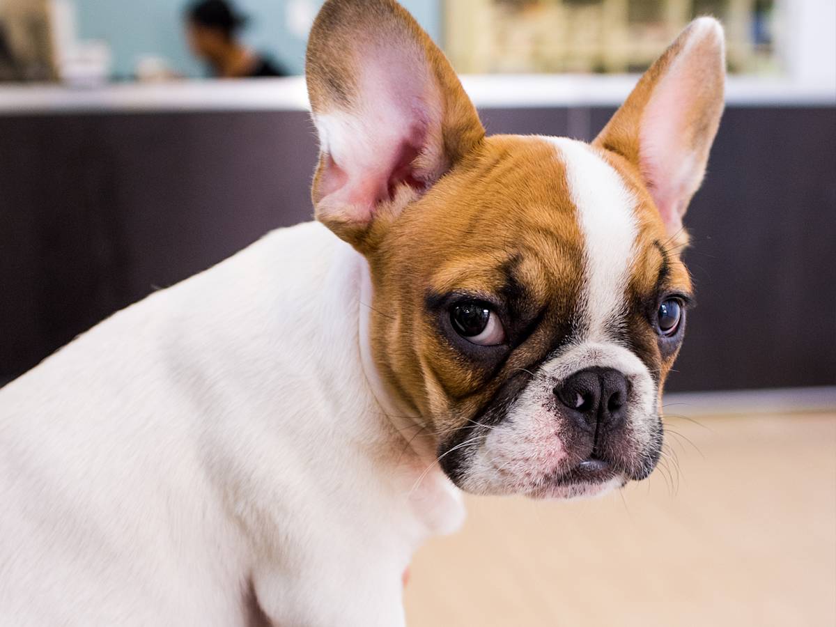 The 8 Questions That Make Your Dog's First Vet Visit Count