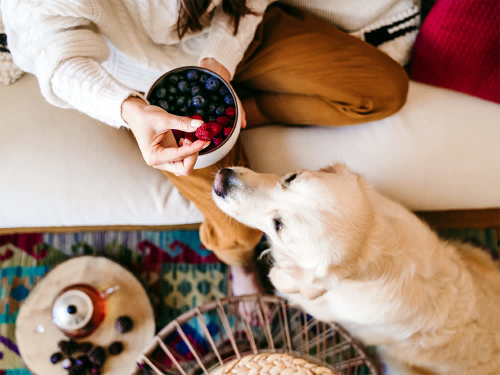 The Xylitol in Raspberries Sounds Scary. The Math Says Feed Them Anyway