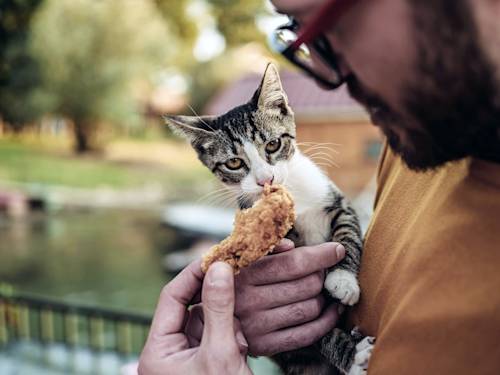 Raw Chicken for Cats Got Measurably More Dangerous
