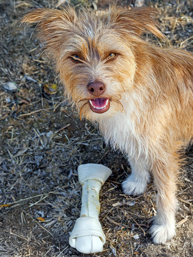 Rawhide Is a Tannery Byproduct. Whether It Hurts Your Dog Is Up to You.