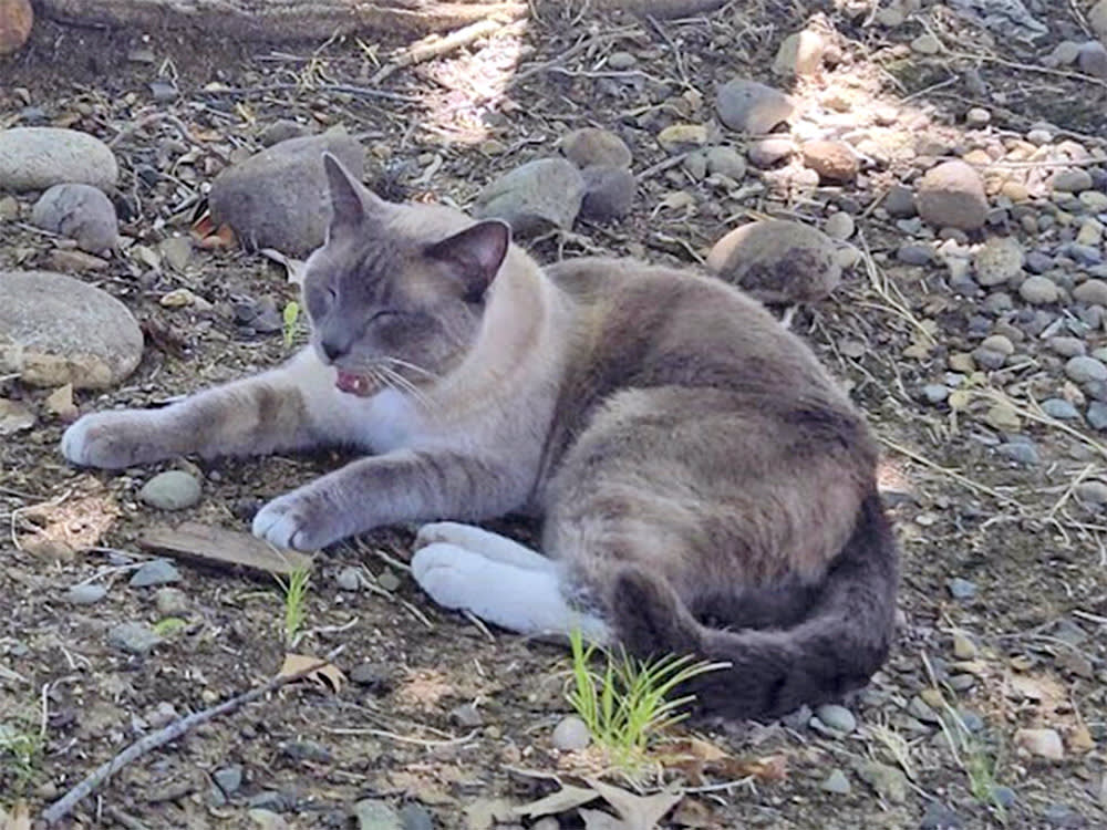 His Cat Vanished in Yellowstone. Two Months Later, a Chip Pinged 900 Miles Away.