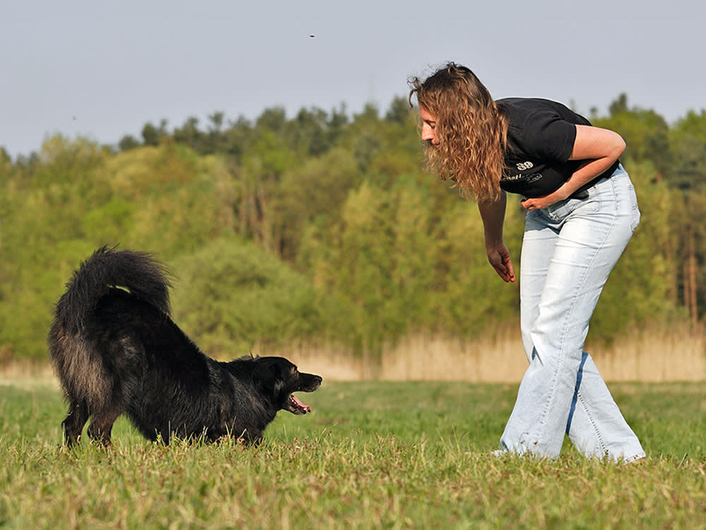 Your Dog Is Fluent in Play. You're the One Who Can't Read the Room