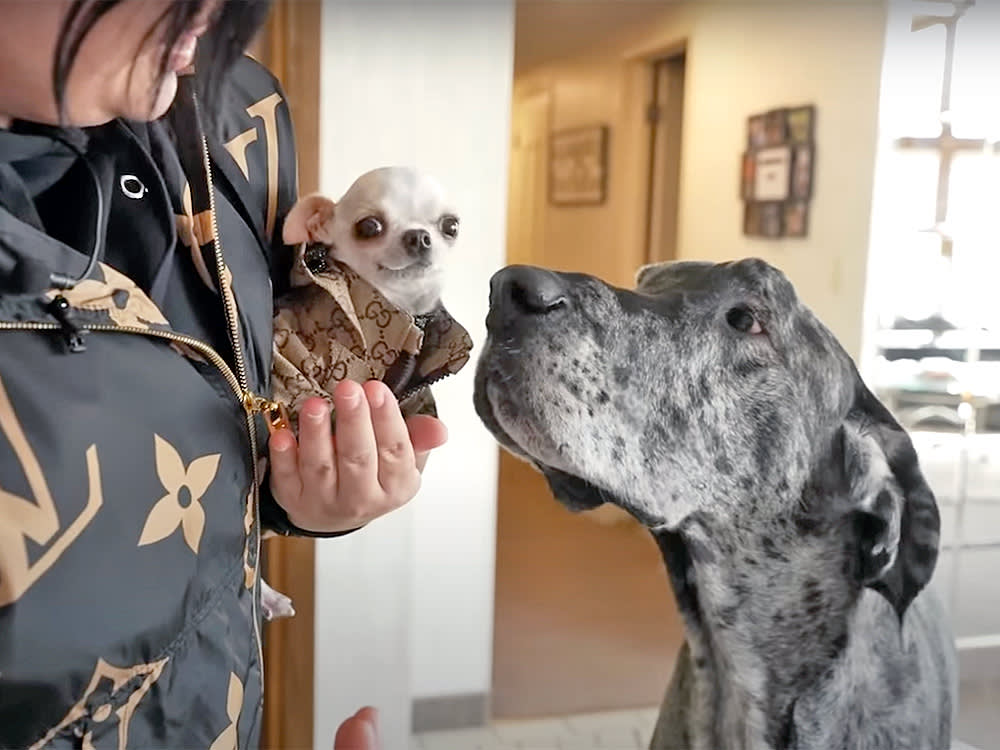 A 3-Foot Great Dane Met a 3-Inch Chihuahua. Nobody Was Ready.