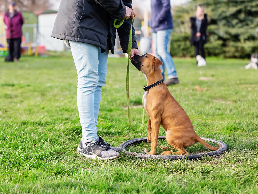 "My Dog Only Listens When I Have a Treat." Here's the Fix You Skipped.