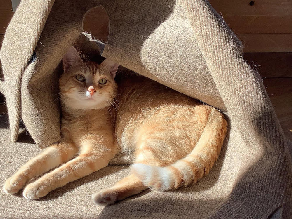 The Ripple Rug Isn't a Cat Toy. It's Reconfigurable Terrain.