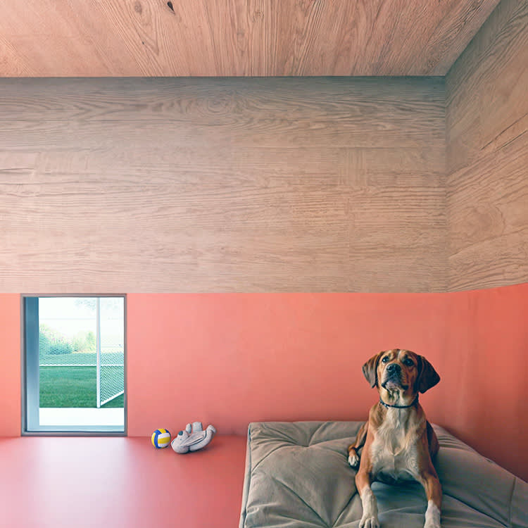 Rome's Airport Built a Luxury Hotel for Dogs. Rooms Start at €40.