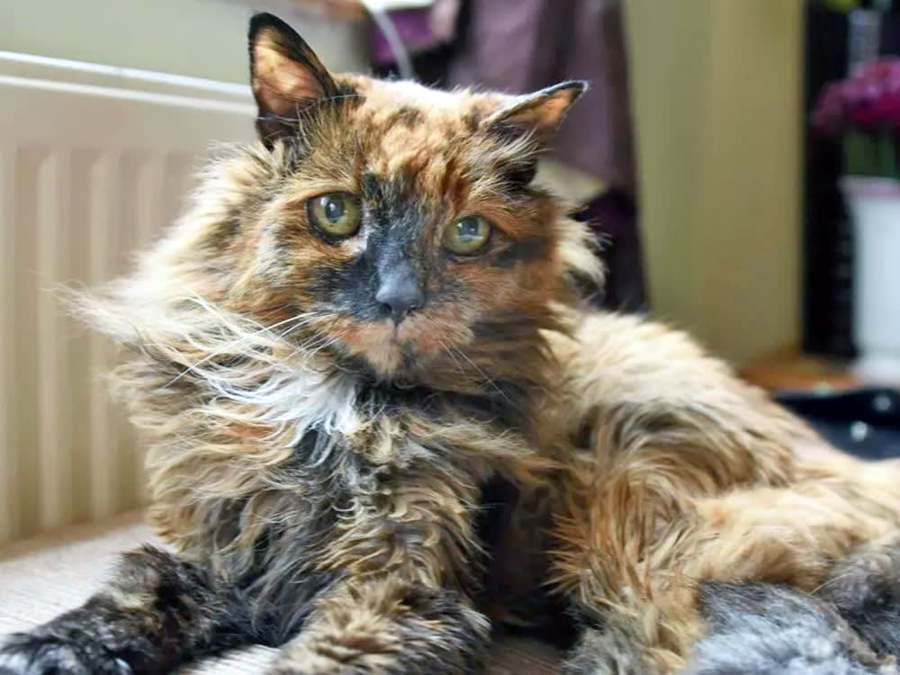 Rosie Lived to 33. The Title She Held Was Never Real