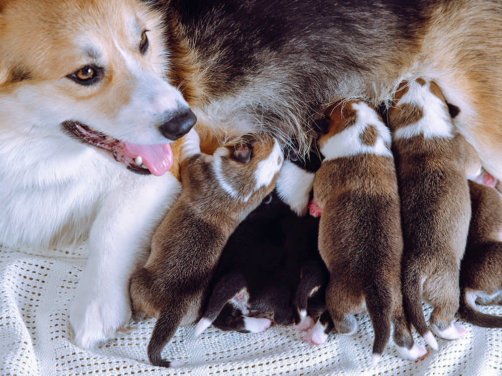 The Runt Isn't the Problem. The First 48 Hours Are.