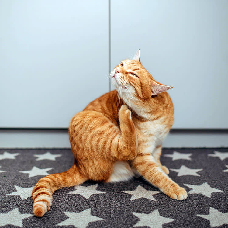 Your Kitten Has Fleas. The Wrong Fix Can Be Deadlier Than the Bugs.