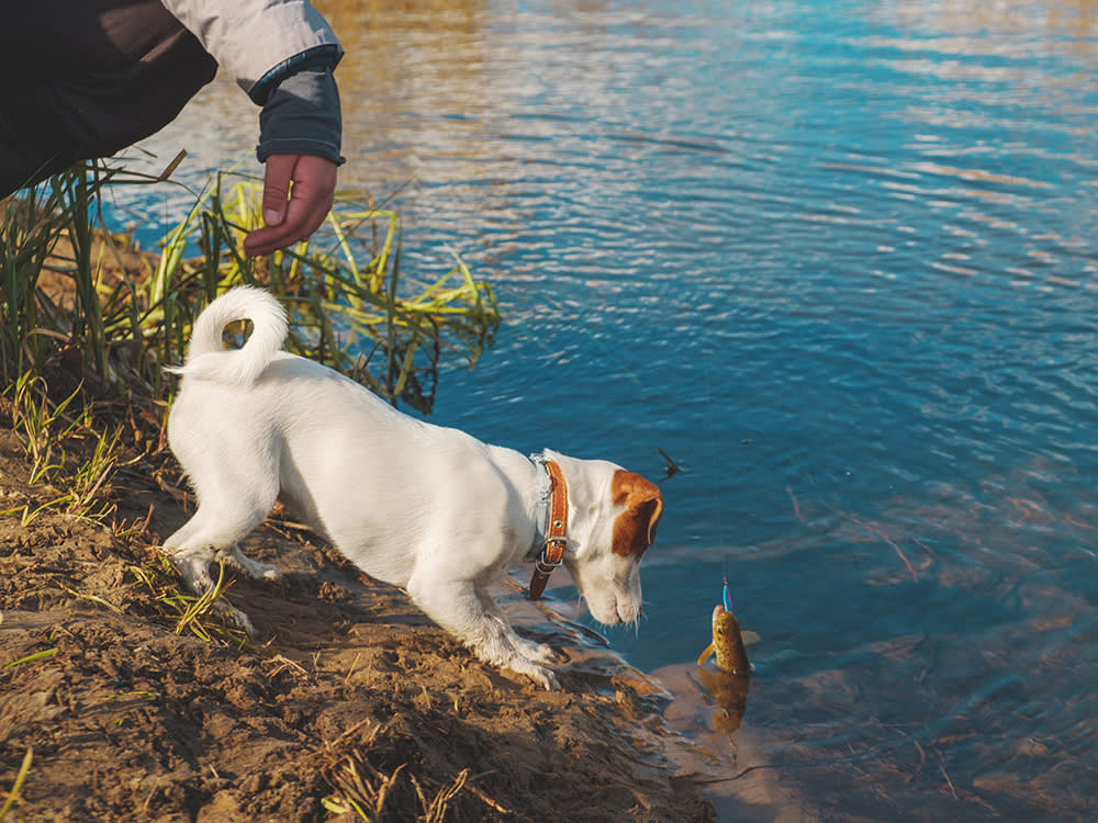 One Raw Fish Can Kill a Dog in Two Weeks. Most Owners Have Never Heard of It.