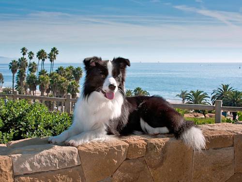 In Santa Barbara, Your Dog Vacations Free — or for $175 a Night