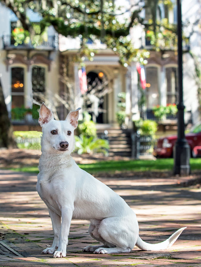 Savannah Will Let Your Dog Almost Anywhere. The Heat and the Fine Print Won't.