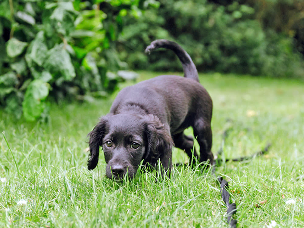 Scent Work Isn't a Party Trick. It Measurably Makes Your Dog More Optimistic.