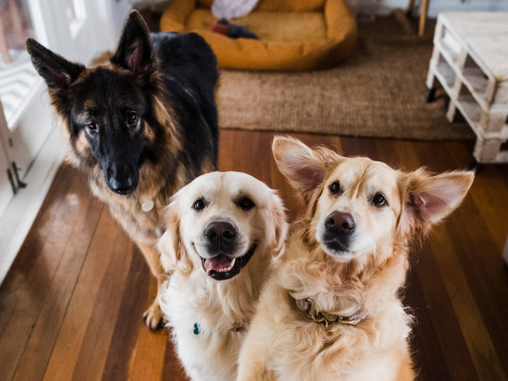 Your Dog Has a Real Personality. Their Breed Barely Explains It.