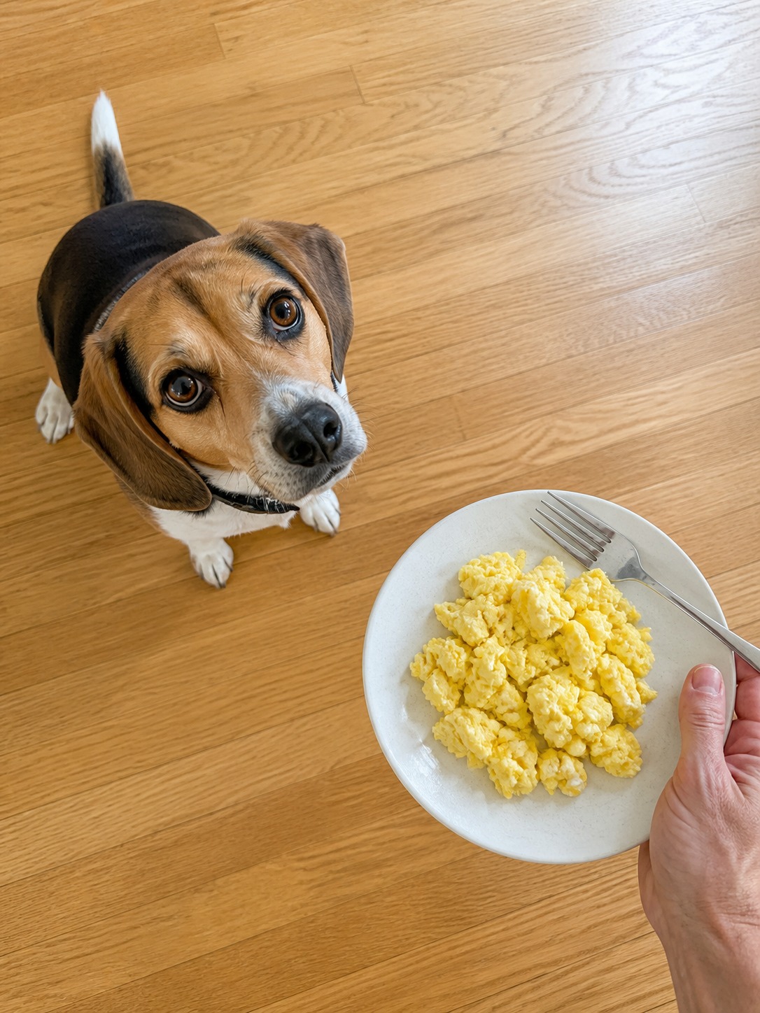 Scrambled Eggs Are Great for Dogs. Your Skillet Is the Problem.